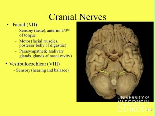 lec-12 : cranial nerves