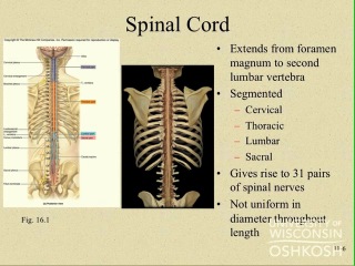 lec-10 : nervous tissue