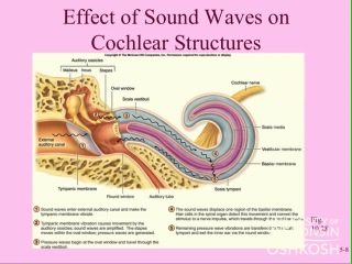 lec-14: sense organ-the ear